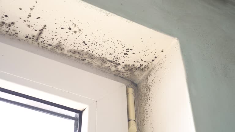 Asbestos and Lead Testing During Mold Inspection